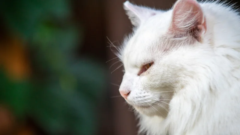 gato angora de lado