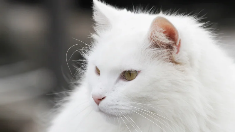 gato angora de perfil