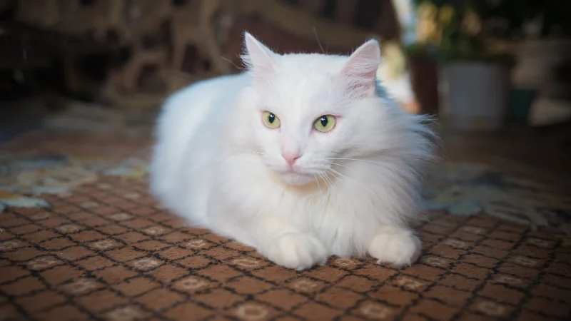 gato angora posando