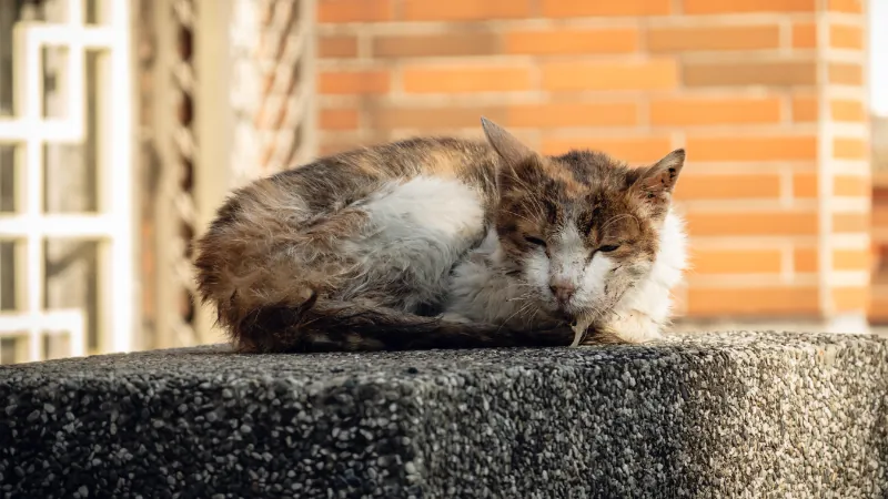 ¿Por qué mi gato babea? Descubre las causas 44 gato babeando en mal estado