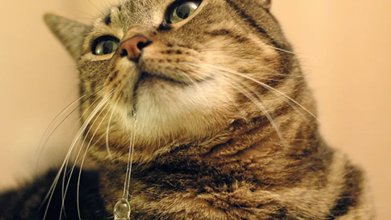 ¿Por qué mi gato babea? Descubre las causas 43 gato babeando