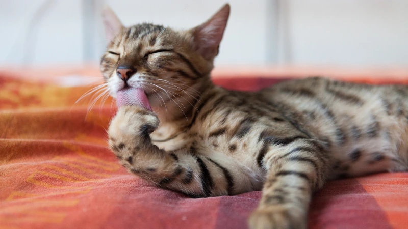 Gato bengalí: El elegante felino exótico 46 gato bengalí acostado lamiendo su pata