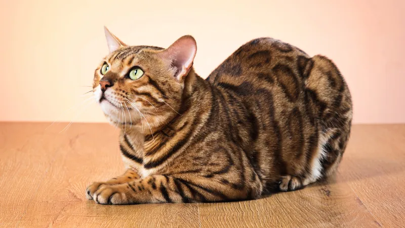 Gato bengalí: El elegante felino exótico 45 gato bengalí acostado mirando hacia arriba