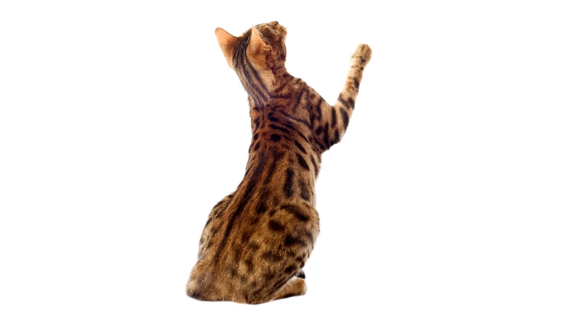 gato bengalí con pata levantada mirando hacia arriba