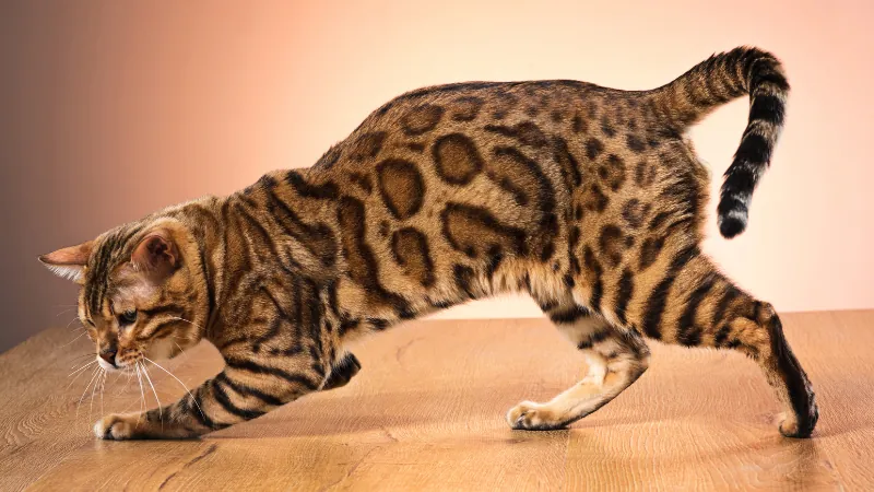 Gato bengalí: El elegante felino exótico 44 gato bengalí observando