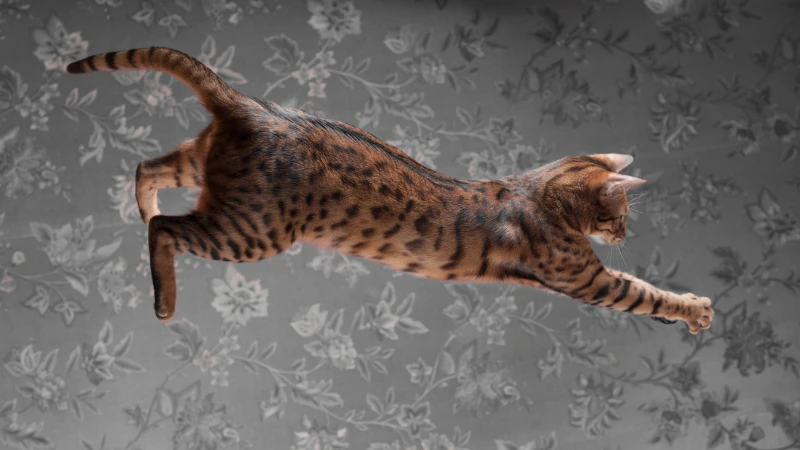 gato bengalí saltando con las patas estiradas