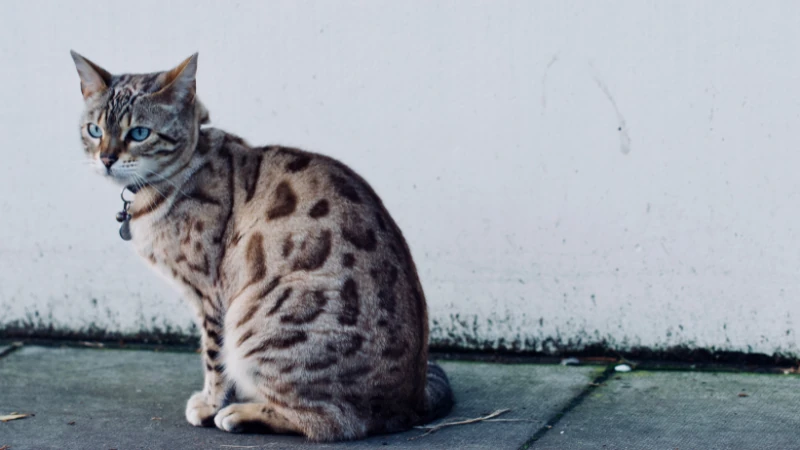 Gato bengalí: El elegante felino exótico 42 gato bengalí sentado