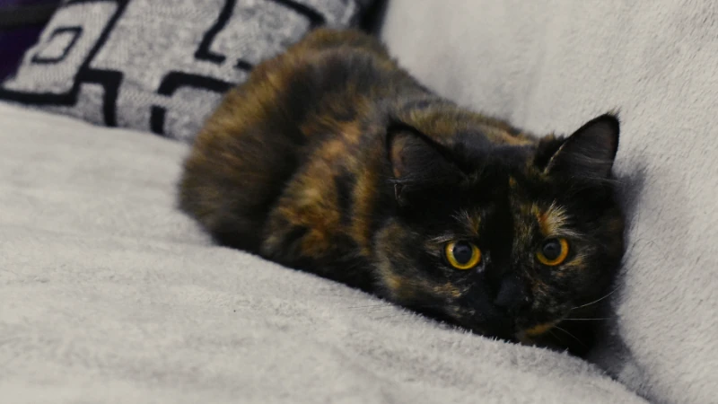 Desvelando el misterio de los gatos carey: ¿Qué los hace tan únicos? 46 gato carey acechando