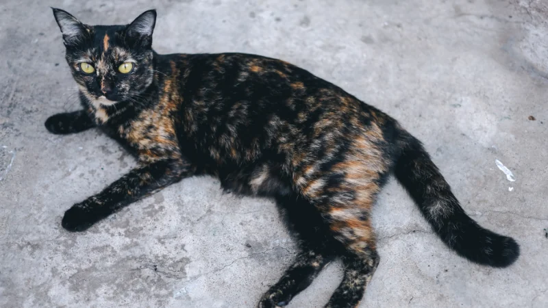 Desvelando el misterio de los gatos carey: ¿Qué los hace tan únicos? 48 gato carey acostado descansando