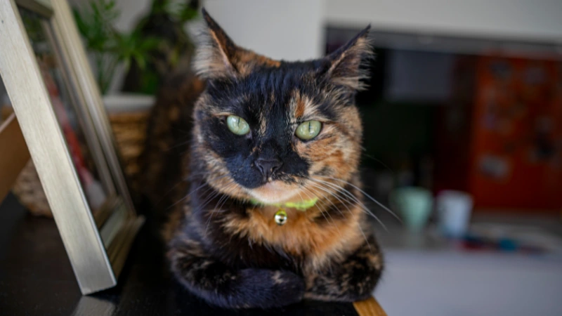 Desvelando el misterio de los gatos carey: ¿Qué los hace tan únicos? 42 gato carey acostado