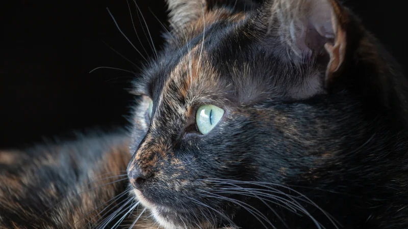Desvelando el misterio de los gatos carey: ¿Qué los hace tan únicos? 47 gato carey de perfil cerca