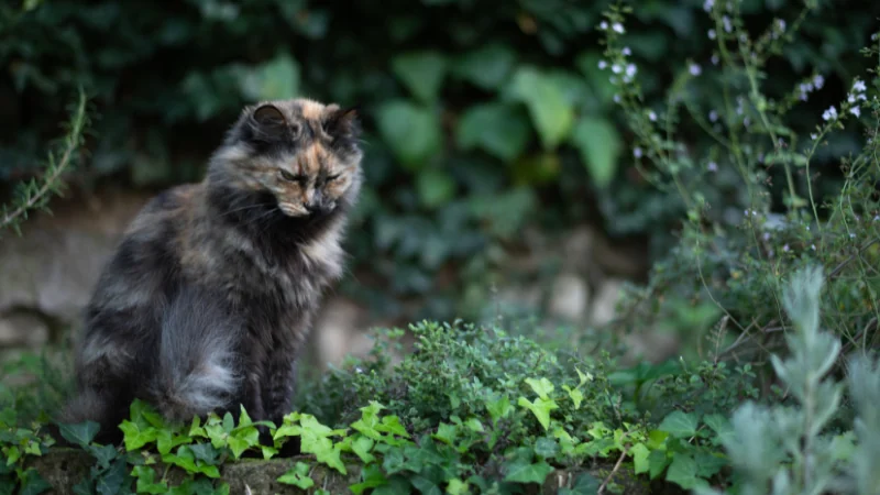 Desvelando el misterio de los gatos carey: ¿Qué los hace tan únicos? 50 gato carey en el patio