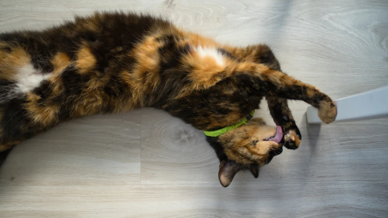 Desvelando el misterio de los gatos carey: ¿Qué los hace tan únicos? 49 gato carey lamiendo sus patas delanteras