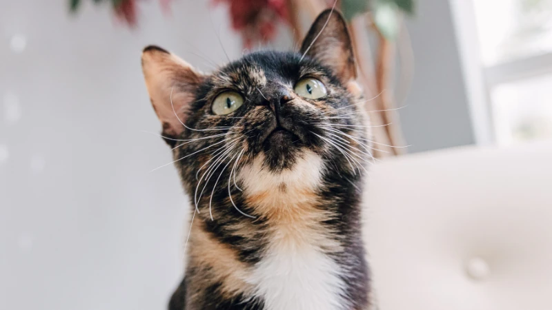 Desvelando el misterio de los gatos carey: ¿Qué los hace tan únicos? 43 gato carey mirando hacia arriba
