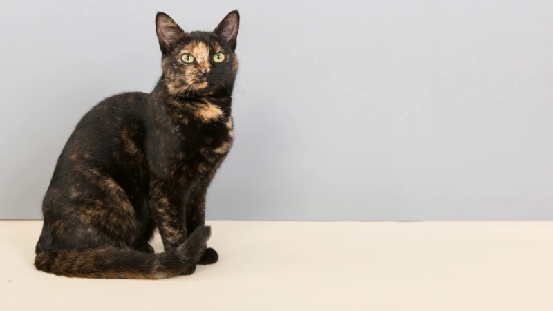 Desvelando el misterio de los gatos carey: ¿Qué los hace tan únicos? 44 gato carey sentado posando
