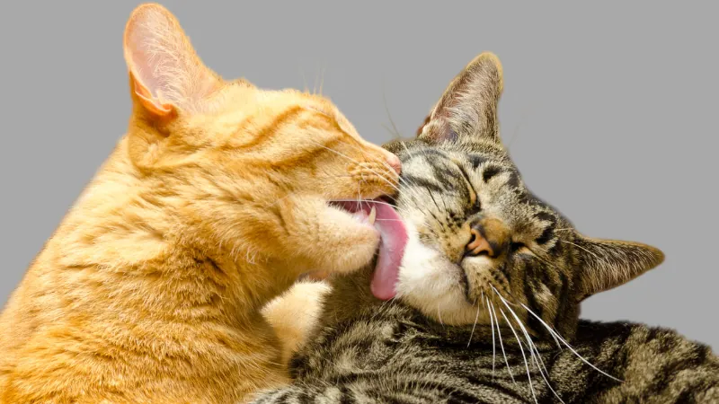 5 Tipos de personalidades de gatos: ¿Cuál es tu gato? 43 gato cariñoso amigable