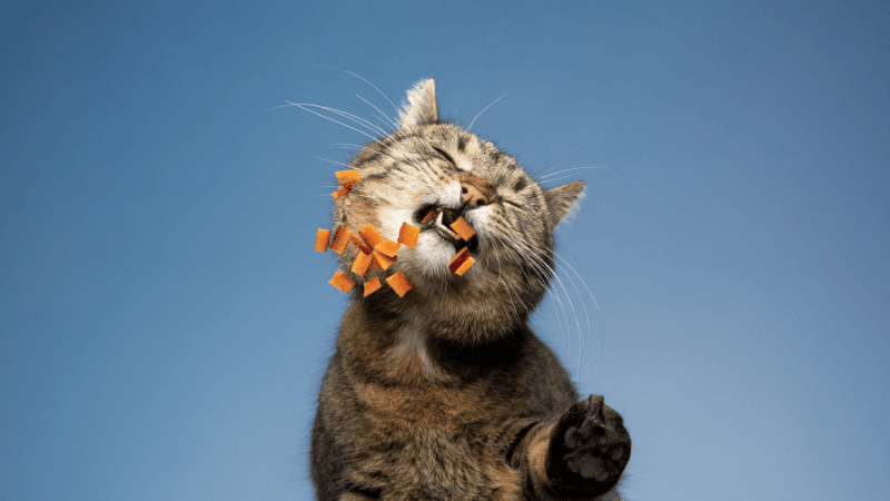 gato comiendo desde abajo