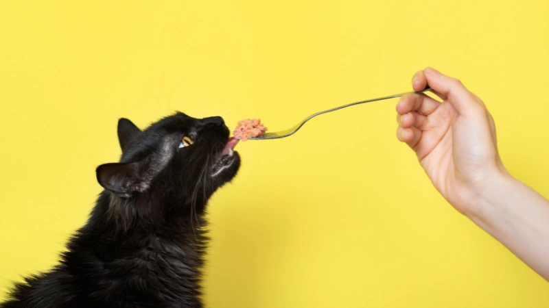 ¿Cuántos años viven los gatos? 46 gato comiendo
