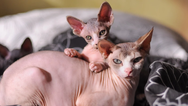 El Gato Egipcio o Sphynx: la peculiar raza sin pelo 46 gato egipcio o Sphynx adulto y cachorro