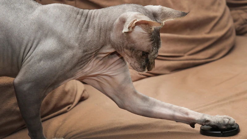 El Gato Egipcio o Sphynx: la peculiar raza sin pelo 43 gato egipcio o Sphynx curioso