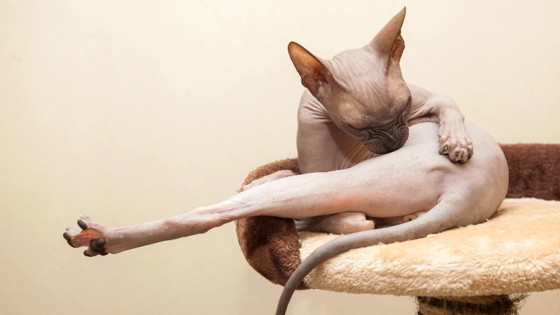El Gato Egipcio o Sphynx: la peculiar raza sin pelo 44 gato egipcio o Sphynx lamiendo