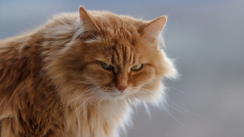¿Qué significa soñar con gatos? 44 gato enojado