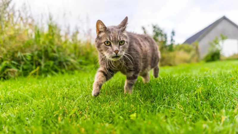 Tipos de personalidades de gatos