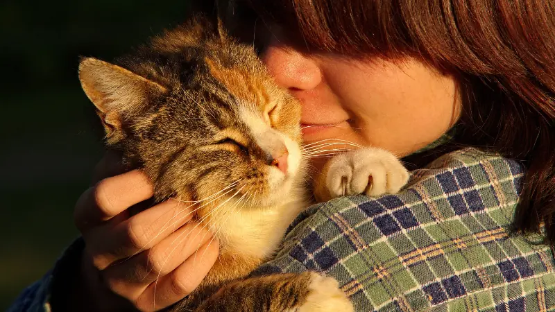 gato feliz