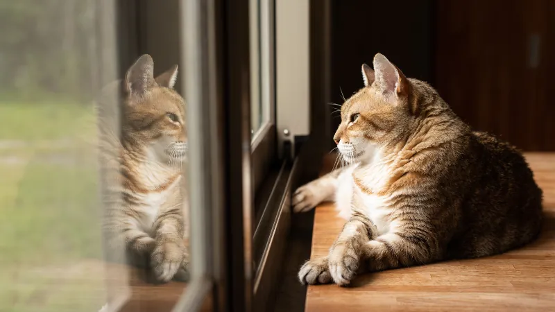 gato independiente solitario