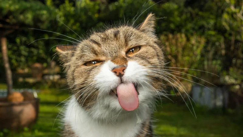¿Cuántos años viven los gatos? 44 gato lamiendo