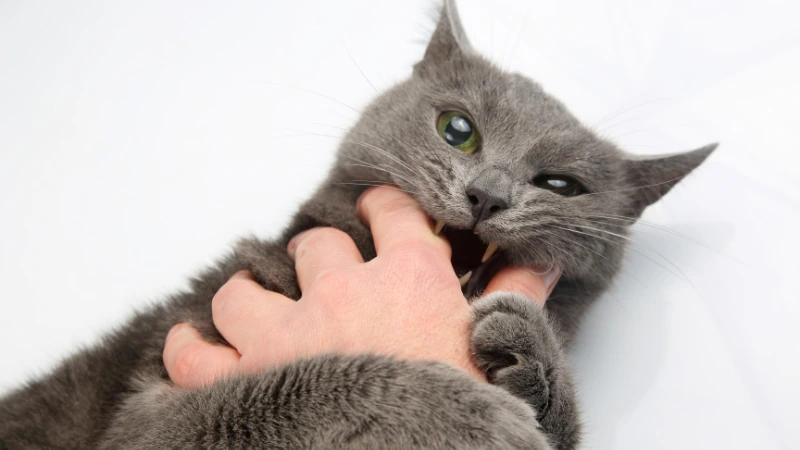 ¿Por qué mi gato me muerde? 43 gato mordiendo