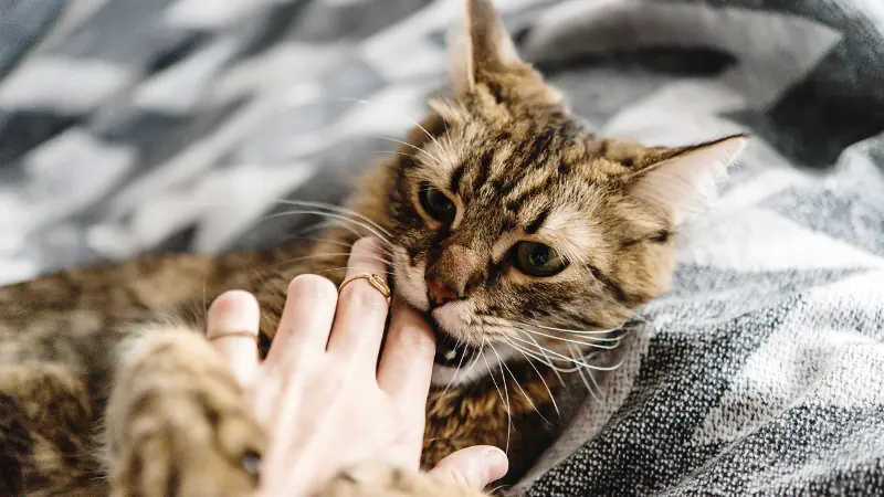 ¿Por qué mi gato me muerde? 42 gato mordiendo