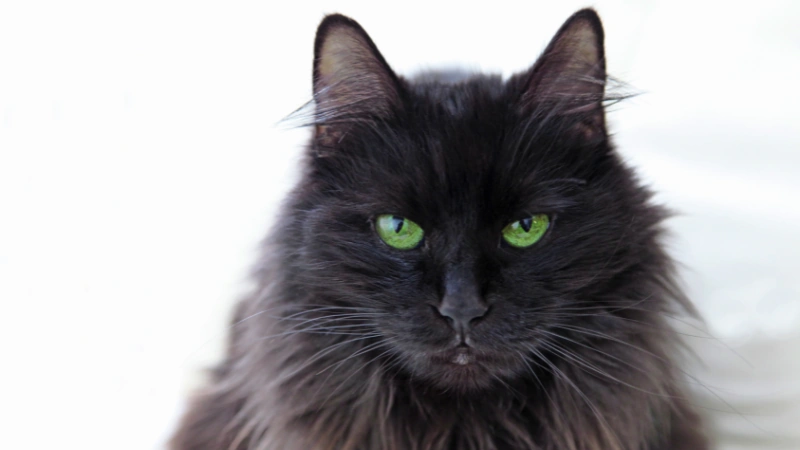 ¿Qué significa soñar con gatos? 43 gato negro 1