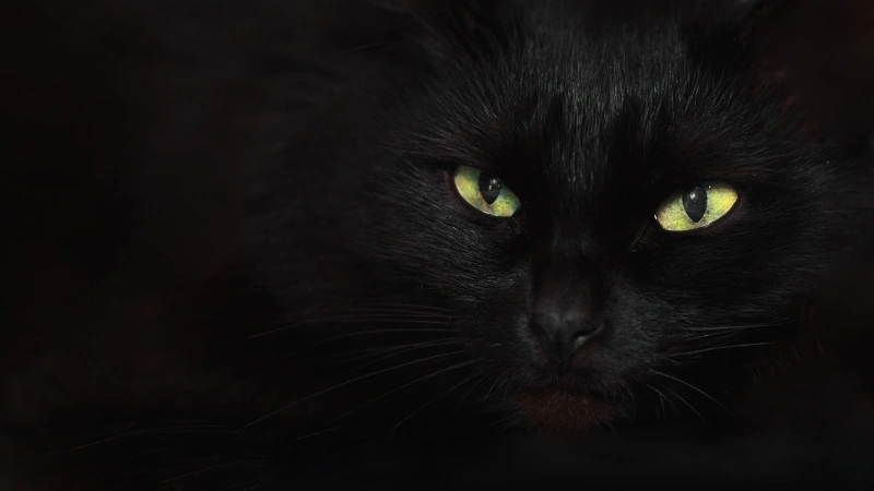 gato negro cara de cerca