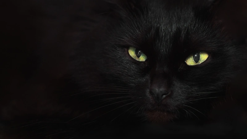 ¿Por qué el gato negro es tan popular? 42 gato negro cara de cerca