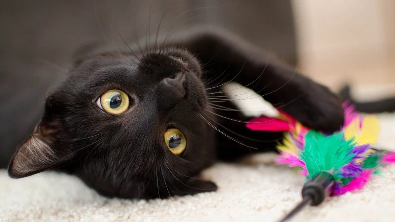 gato negro jugando