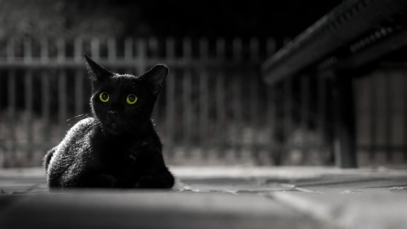 gato negro posando