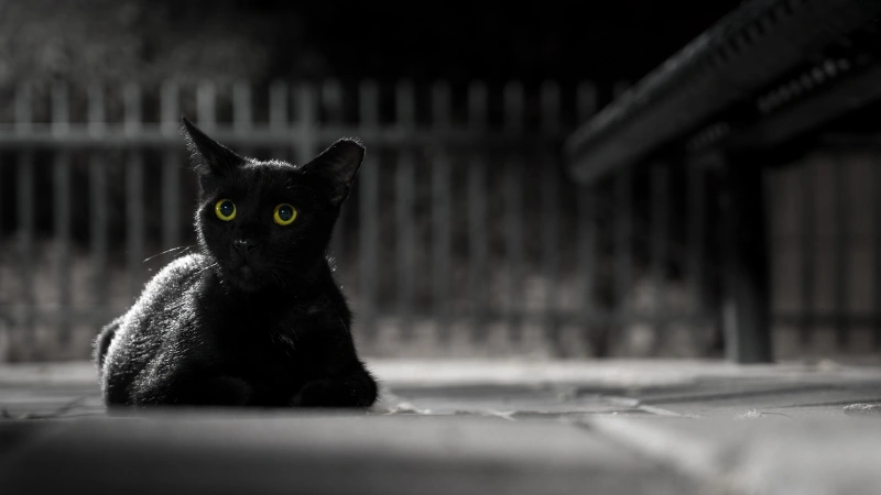 ¿Por qué el gato negro es tan popular? 46 gato negro posando