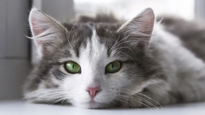 5 Tipos de personalidades de gatos: ¿Cuál es tu gato? 46 gato relajado tranquilo