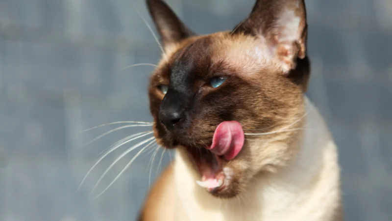 gato siamés lengua
