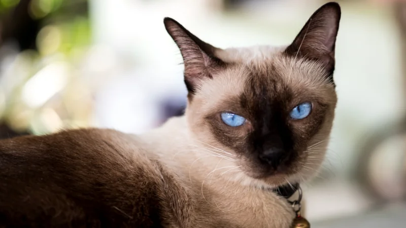 ¿Cuántos años viven los gatos? 43 gato siames