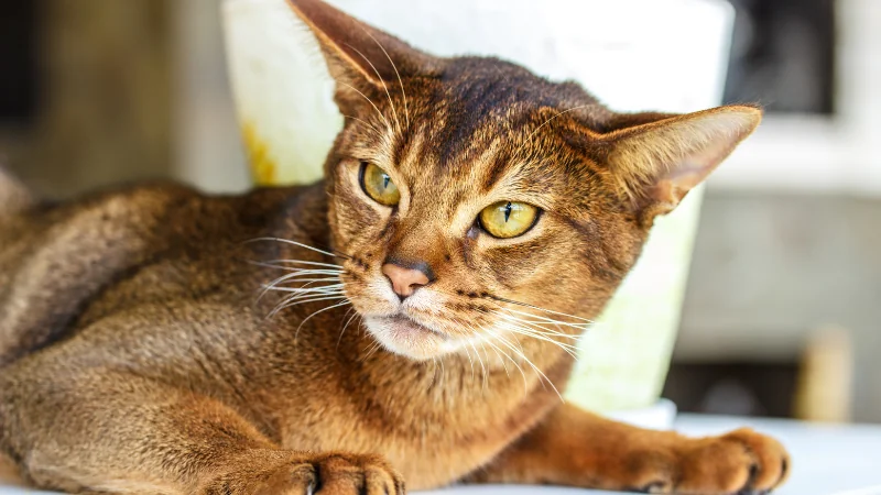 Razas de Gatos: Explorando la Diversidad Felina 49 gatos Abisinios