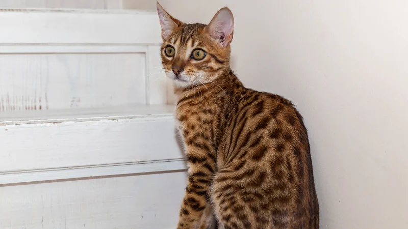 Razas de Gatos: Explorando la Diversidad Felina 46 gatos Bengalas