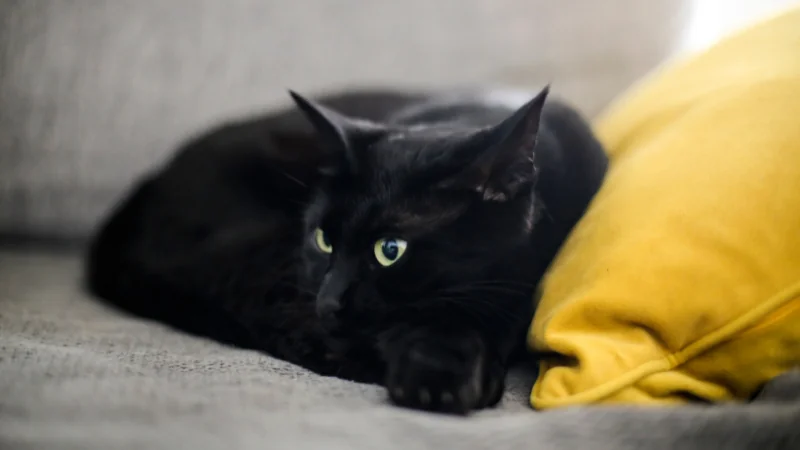 Razas de Gatos: Explorando la Diversidad Felina 51 gatos Bombay