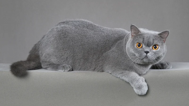 gatos British Shorthair