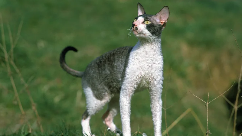 Razas de Gatos: Explorando la Diversidad Felina 52 gatos Cornish Rex