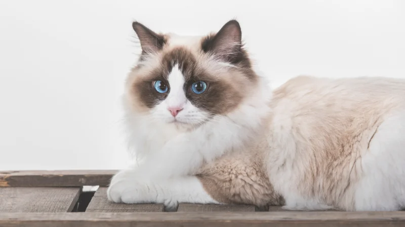 gatos Ragdoll