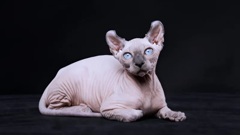 gatos Sphynx