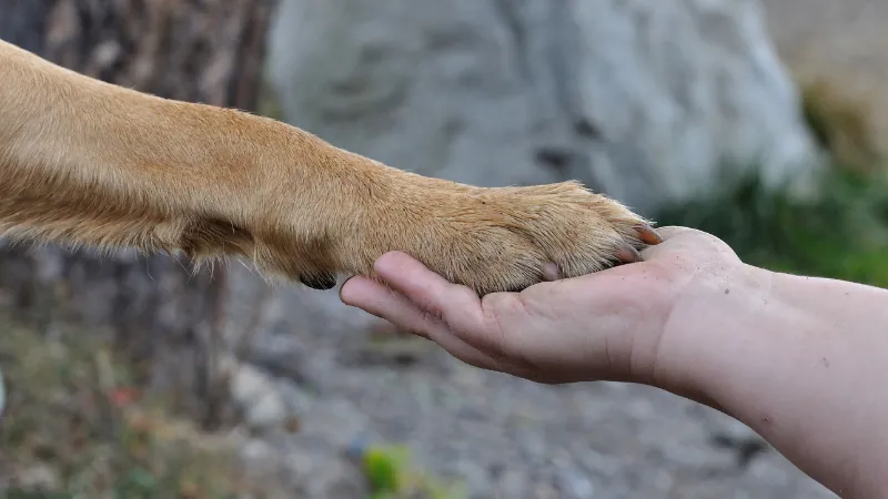 mano y pata de perro