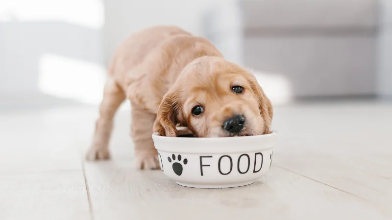 ¿Hasta qué edad crecen los perros? 42 perrito comiendo